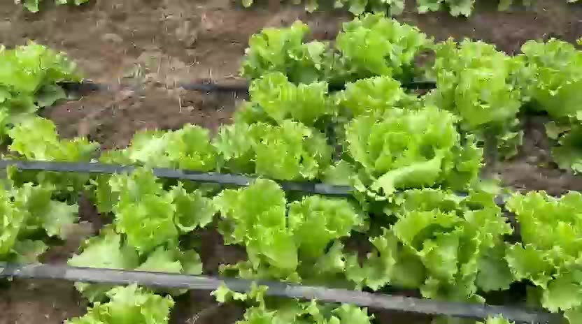 Comment irriguer en saison sèche en Côte d'Ivoire ?